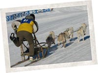 4 dog Siberian purebred team leaving the chutes