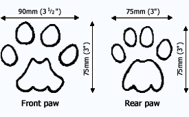 Cougar paw prints