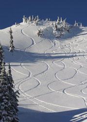 pristine powder with ski trails